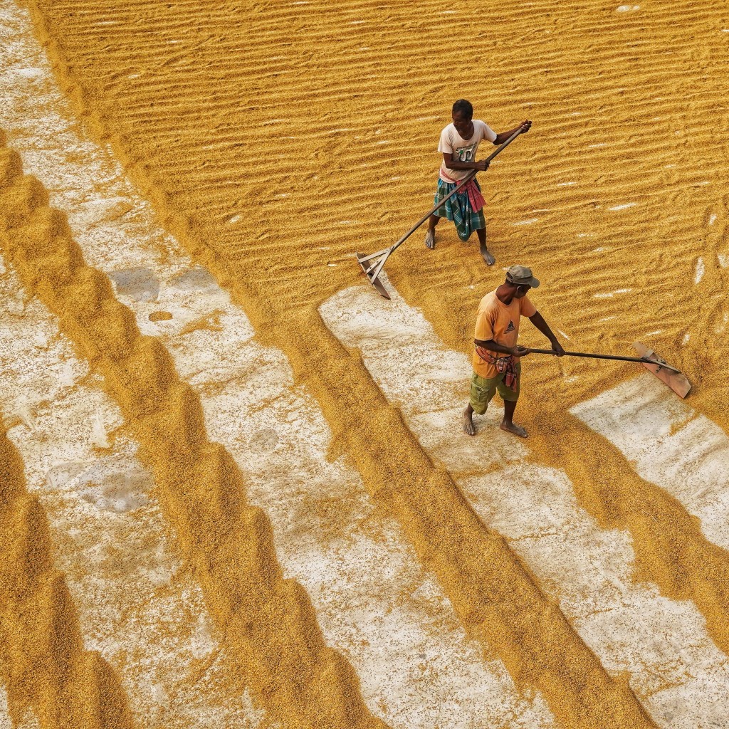 grain processing